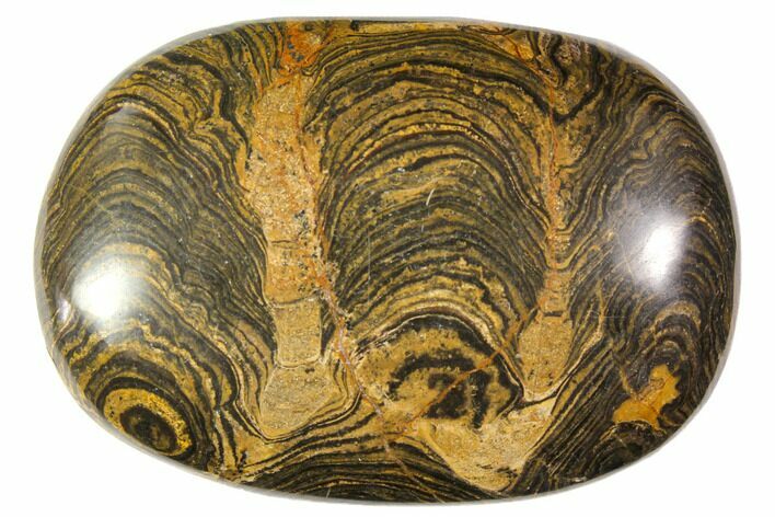 Polished Stromatolite (Greysonia) Pebble - Bolivia #113503
